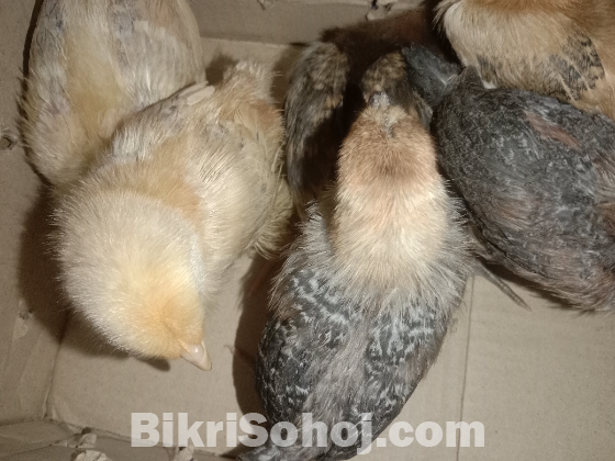 ২০ দিন বয়সী টাইগার মুরগির বাচ্চা
